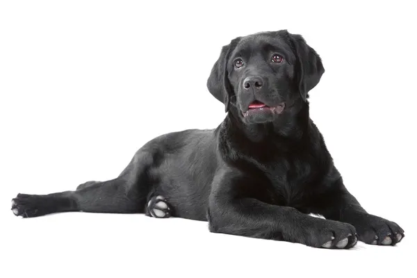 Schwarzer Labrador Retreiver liegt auf isoliertem Weiß — Stockfoto