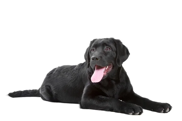 Schwarzer Labrador Retreiver liegt auf isoliertem Weiß — Stockfoto