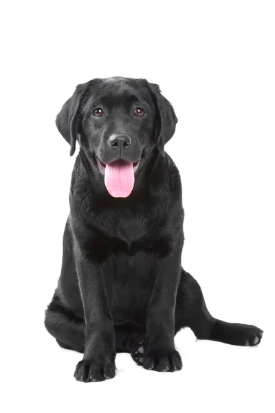 Schwarzer Labrador-Retriever — Stockfoto