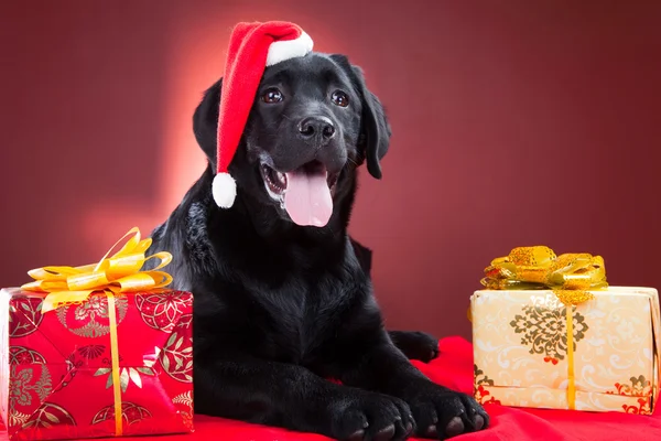 Black labrador retriever wearing red cap of santa — Stock Photo, Image