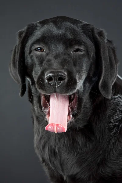 Černý labrador retrívr — Stock fotografie