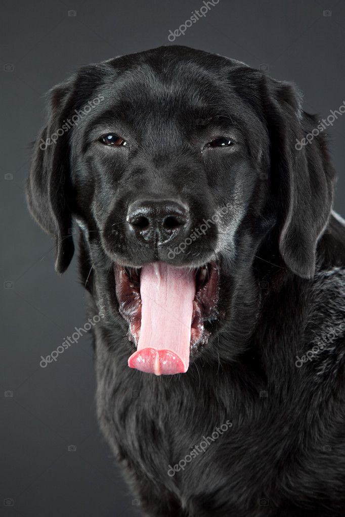 black lab with red collar