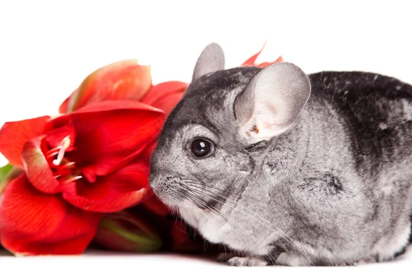 Cincilla grigia con fiore rosso sul bianco isolato — Foto Stock