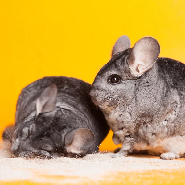 Two Silver Chinchillas bathing in sand — Stock Photo, Image