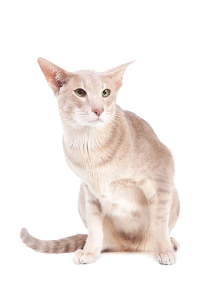 Oosterse kat zittend op geïsoleerde Wit — Stockfoto