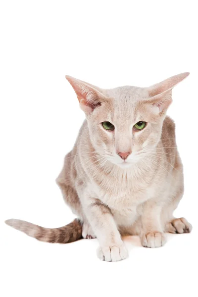 Восточная кошка сидит на изолированном белом — стоковое фото