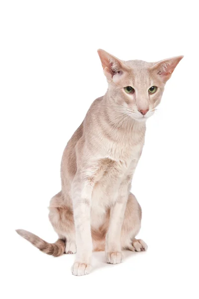 Oosterse kat zittend op geïsoleerde Wit — Stockfoto