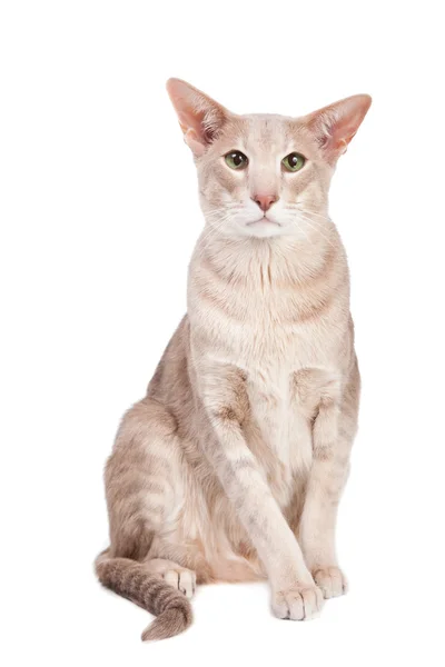 Oriental cat sitting on isolated white — Stock Photo, Image