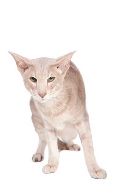 Oosterse kat jacht op geïsoleerde Wit — Stockfoto