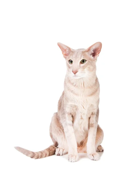 Orientalische Katze sitzt auf isoliertem Weiß — Stockfoto