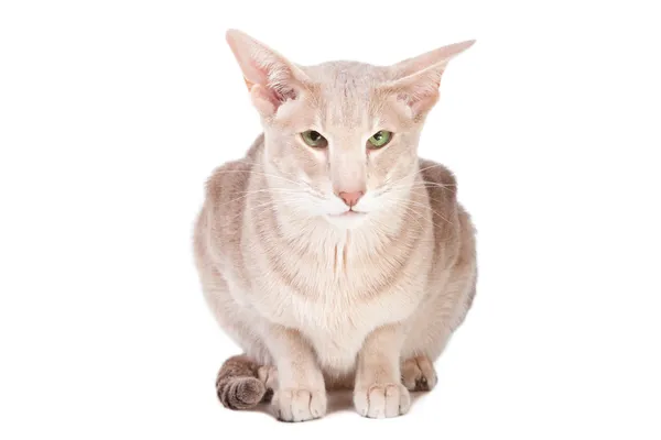 Східний кіт сидить на ізольованому білому — стокове фото