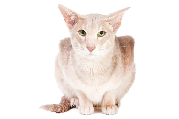 Orientální kočka sedí na izolované bílá — Stock fotografie