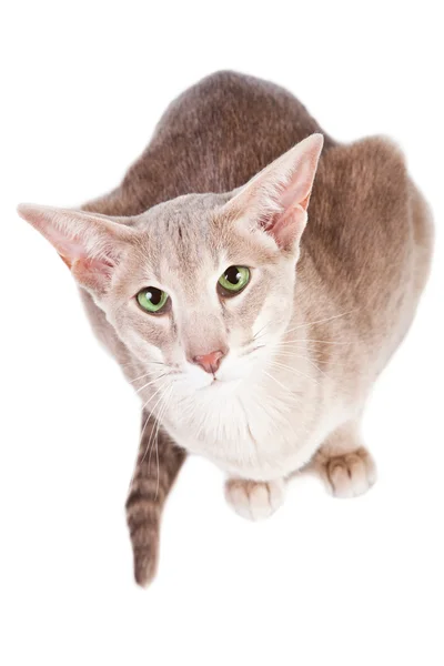 Orientalische Katze sitzt auf isoliertem Weiß — Stockfoto