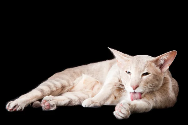 Oriental cat washing by tongue on black — Stock Photo, Image