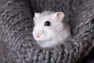 gri örgü atkı içinde oturan beyaz hamster