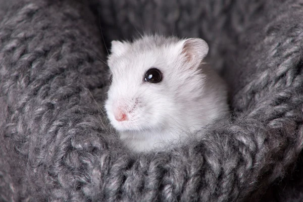 White hamster sitting in a gray knitted scarf — Stock Photo, Image