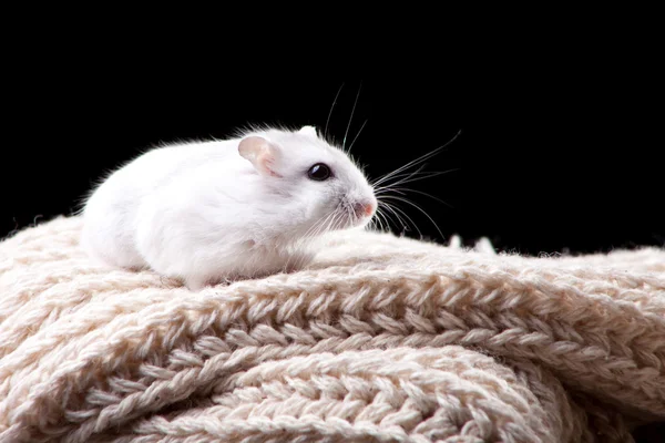 Small white hamster sitting on a beige knitted scarf — Stock Photo, Image