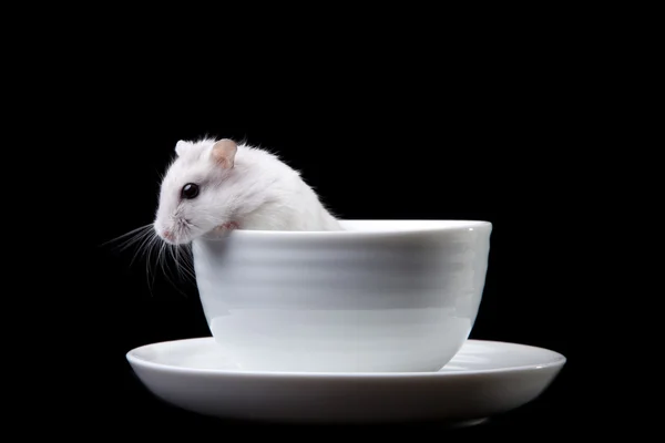 Weißer Hamster im Becher auf isoliertem Schwarz — Stockfoto