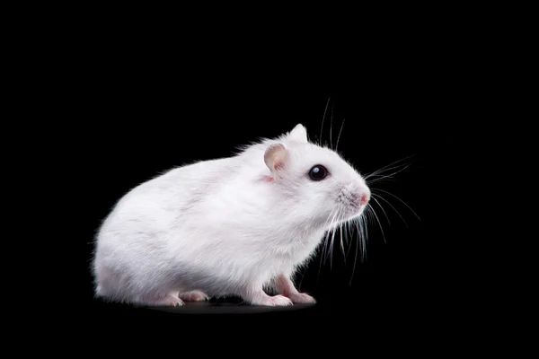 Weißer Hamster auf isoliertem Schwarz — Stockfoto