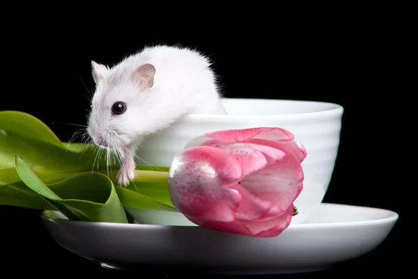 Hamster branco com copo e tulipa rosa em preto isolado — Fotografia de Stock