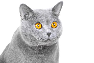 Genç İngiliz mavi kedi izole beyaz namlu