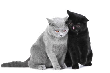 İngiliz siyah ve mavi İran Kedilerinden izole beyaz üzerinde oynama