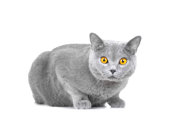 Young British blue cat sitting on isolated white — Stock Photo, Image