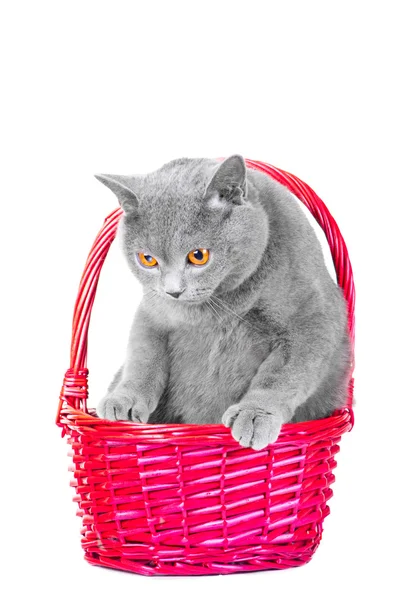 British blue cat sitting in pink basket on isolated white — Stock Photo, Image
