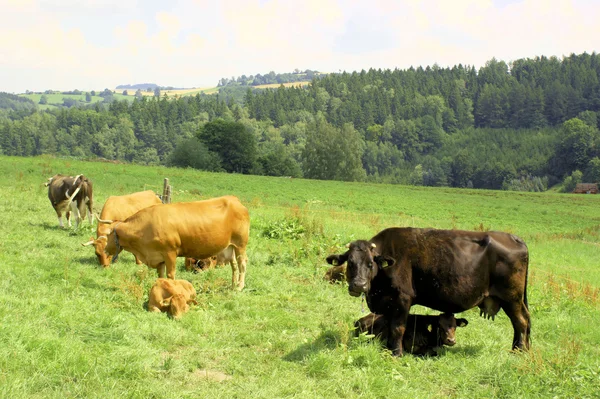 Vacas y terneros — Foto de Stock