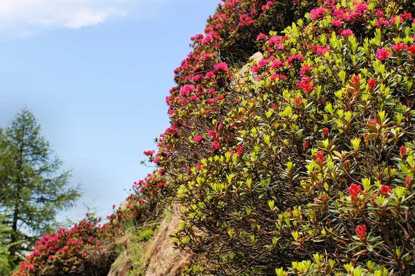 Alpine roses and blue sky — Stock Photo, Image