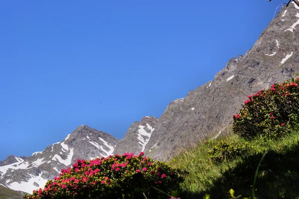 Deep blue sky and Alpine roses — Stock Photo, Image