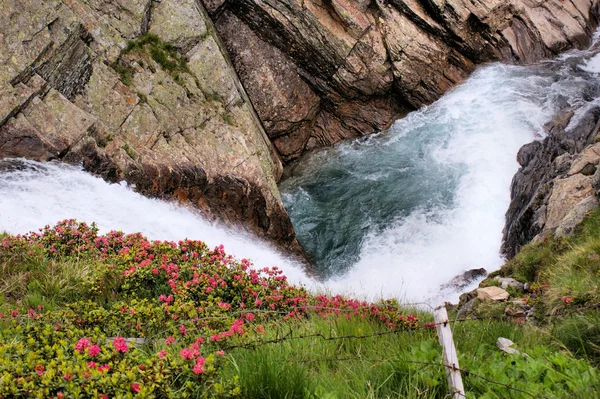 stock image Alpine roses on glacier stream