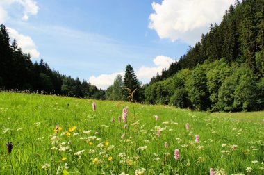 erzgebirge yaz çayır