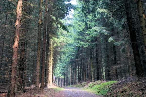 Egy elárasztott a könnyű erdei út — Stock Fotó