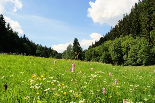 Prado de verão no Erzgebirge — Fotografia de Stock