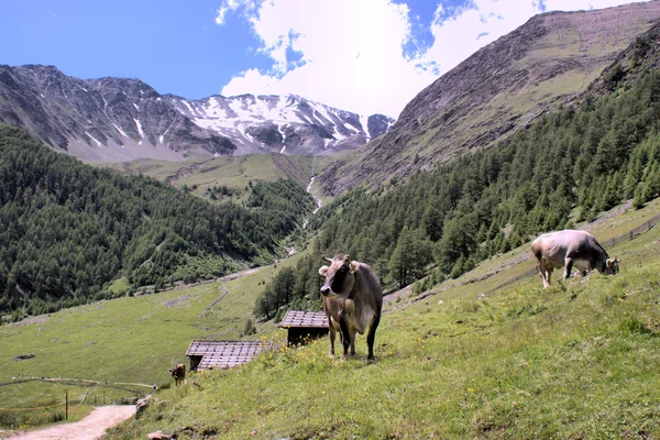 Pasoucí se krávy v horách — Stock fotografie