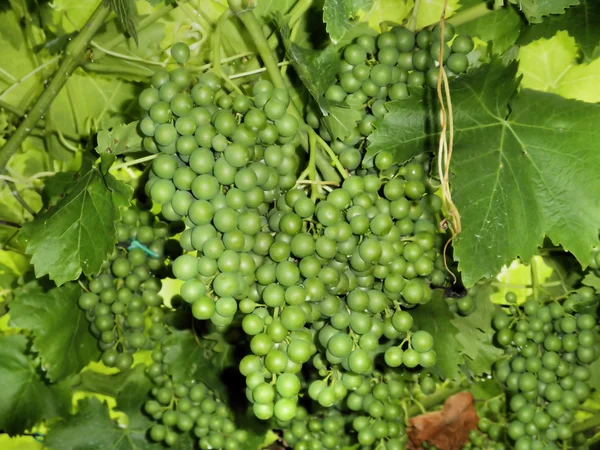 Bando verde de uvas — Fotografia de Stock