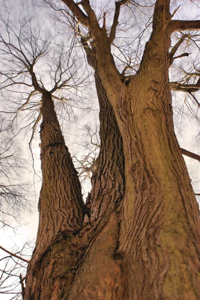 Uma árvore velha — Fotografia de Stock