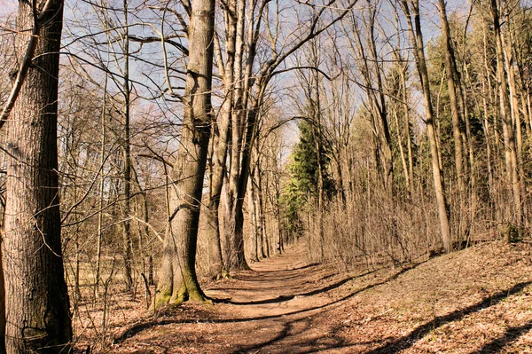 Sunny forest path in spring — Stock Photo, Image