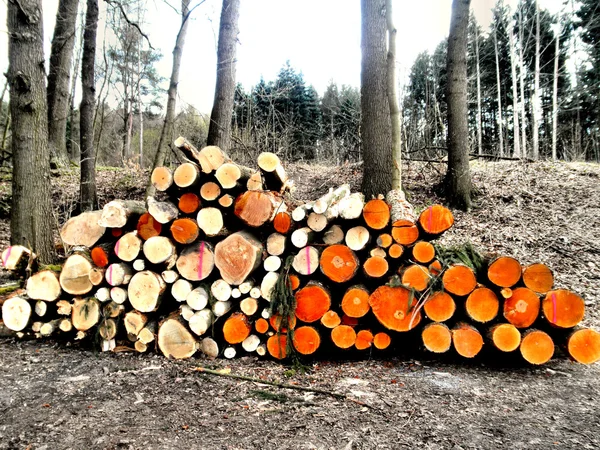 stock image A wood pile