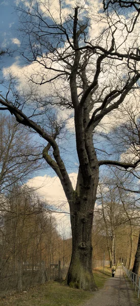 Uma árvore nua na primavera — Fotografia de Stock