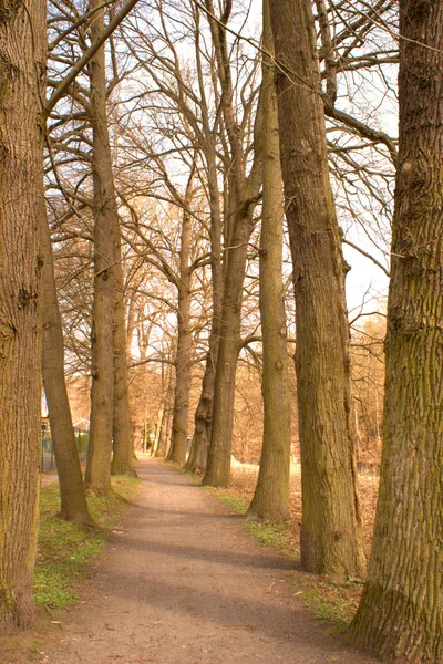 Un sentiero sotto alberi decidui nudi — Foto Stock