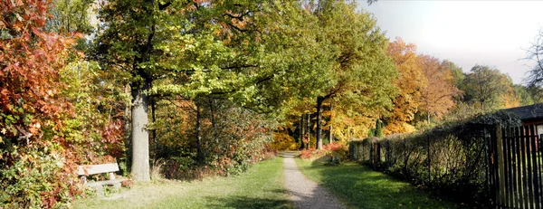 Floresta de Panorama no outono-3 — Fotografia de Stock