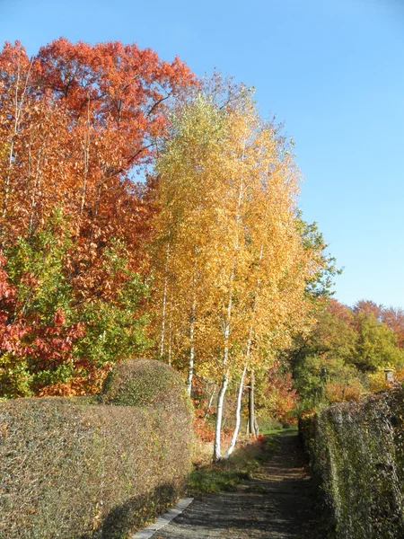 Осенний лес-1 Стоковое Изображение
