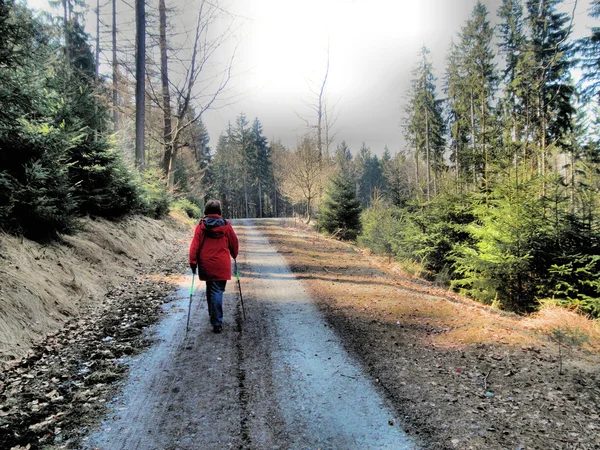 Nordiska promenader i skogen — Stockfoto