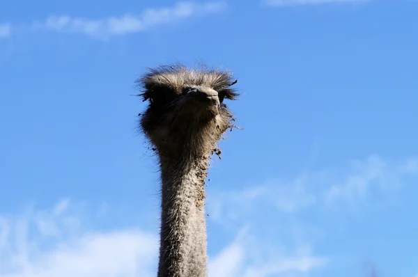 On an ostrich farm-3 — Stock Photo, Image