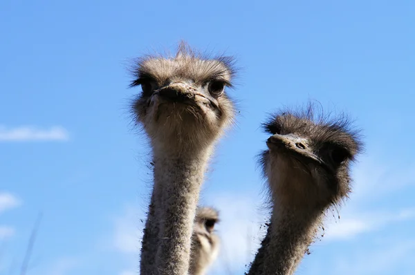On an ostrich farm-2 — Stock Photo, Image