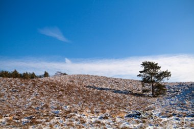 Yalnız ağaç ve karlı tepe