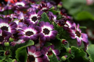 Cineraria flowers clipart