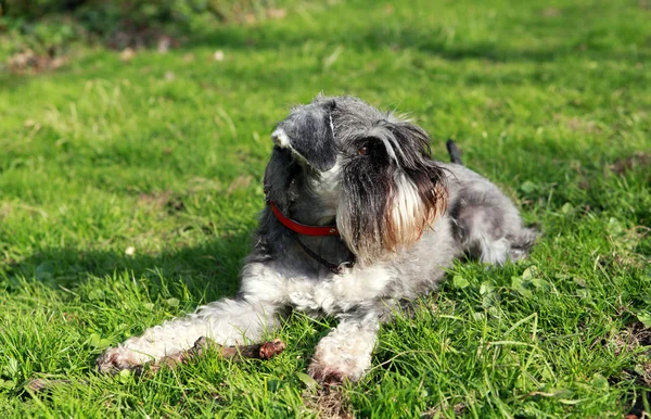 Cute young dog on grass — Stock Photo, Image
